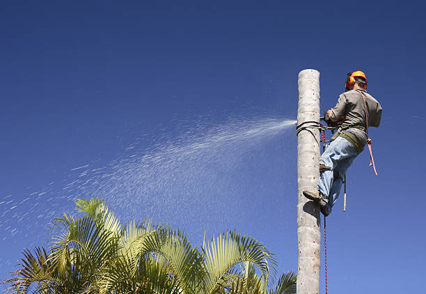 Best Root Management and Removal  in Manteno, IL