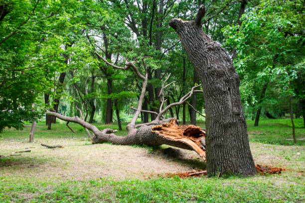 How Our Tree Care Process Works  in  Manteno, IL