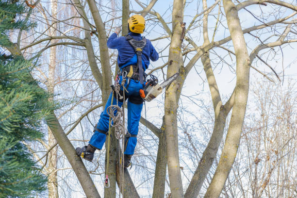 Best Tree Mulching  in Manteno, IL